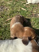 AKC Frank, a male Miniature Dachshund for sale in Spencer, NC – Photo 10 of 10