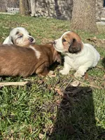 AKC Stein, a male Miniature Dachshund for sale in Spencer, NC – Photo 7 of 8