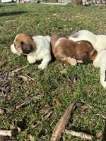 AKC Stein, a male Miniature Dachshund for sale in Spencer, NC – Photo 8 of 8