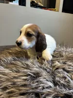 AKC Stein, a male Miniature Dachshund for sale in Spencer, NC – Photo 2 of 6