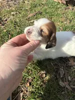 AKC Stein, a male Miniature Dachshund for sale in Spencer, NC – Photo 2 of 8