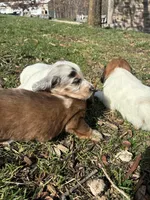 AKC Frank, a male Miniature Dachshund for sale in Spencer, NC – Photo 9 of 10