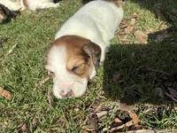 AKC Stein, a male Miniature Dachshund for sale in Spencer, NC – Photo 4 of 8