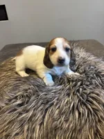 AKC Stein, a male Miniature Dachshund for sale in Spencer, NC – Photo 5 of 6