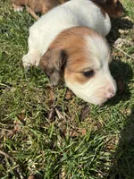 AKC Stein, a male Miniature Dachshund for sale in Spencer, NC – Photo 3 of 8