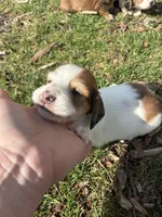 AKC Stein, a male Miniature Dachshund for sale in Spencer, NC – Photo 1 of 8