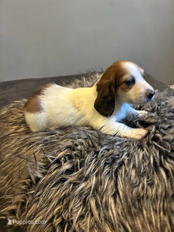AKC Stein – Miniature Dachshund puppy for sale in Spencer, NC