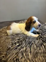 AKC Stein, a male Miniature Dachshund for sale in Spencer, NC – Photo 1 of 6