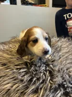 AKC Stein, a male Miniature Dachshund for sale in Spencer, NC – Photo 4 of 6