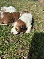 AKC Stein, a male Miniature Dachshund for sale in Spencer, NC – Photo 5 of 8