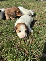 AKC Stein, a male Miniature Dachshund for sale in Spencer, NC – Photo 6 of 8