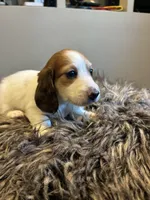 AKC Stein, a male Miniature Dachshund for sale in Spencer, NC – Photo 3 of 6