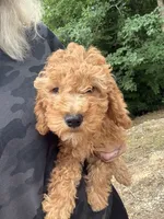 Poppy, a female Miniature Goldendoodle for sale in Spencer, NC – 4 of 7