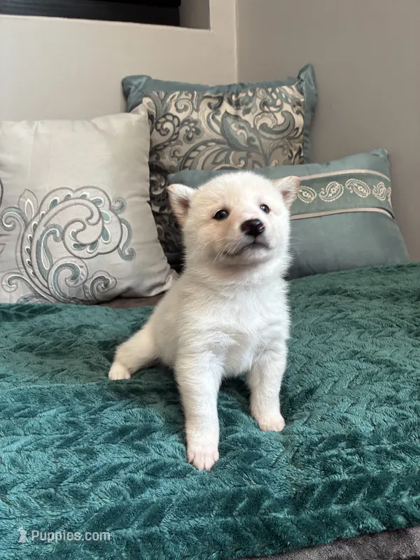 Tofu – Shiba Inu puppy for sale in Spencer, NC