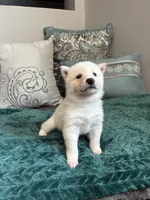 Tofu, a male Shiba Inu for sale in Spencer, NC – 1 of 5