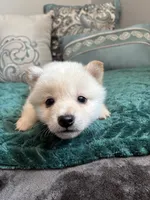 Noodle, a male Shiba Inu for sale in Spencer, NC – 5 of 6