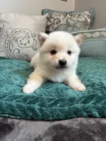 Noodle, a male Shiba Inu for sale in Spencer, NC – 3 of 6