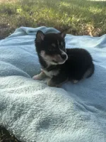 Romeo, a male Shiba Inu for sale in Spencer, NC – 2 of 4