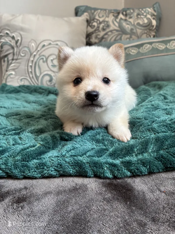 Mochi – Shiba Inu puppy for sale in Spencer, NC