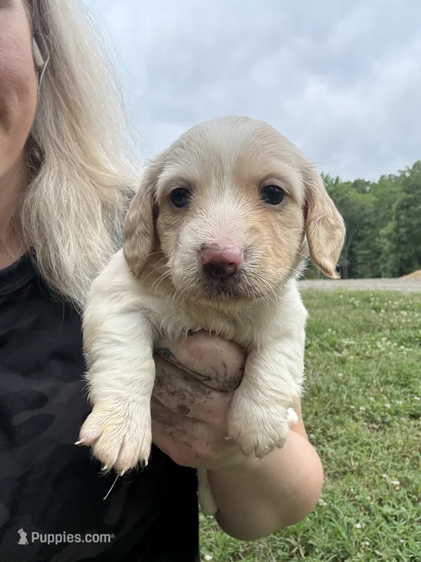 AKC Limo – Dachshund, Miniature Dachshund puppy for sale in Spencer, NC