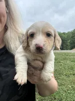 AKC Limo, a male Dachshund and Miniature Dachshund for sale in Spencer, NC – 1 of 10
