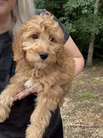 Beau, a male Miniature Goldendoodle for sale in Spencer, NC – 5 of 5