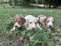 AKC Limo, a male Dachshund and Miniature Dachshund for sale in Spencer, NC – 7 of 10