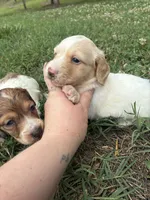 AKC Limo, a male Dachshund and Miniature Dachshund for sale in Spencer, NC – 6 of 10