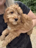 Beau, a male Miniature Goldendoodle for sale in Spencer, NC – 1 of 5