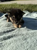 Junebug, a female Shiba Inu for sale in Spencer, NC – 2 of 2