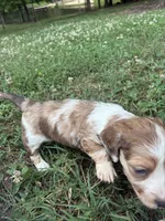 AKC Slinky, a male Dachshund and Miniature Dachshund for sale in Spencer, NC – 6 of 7