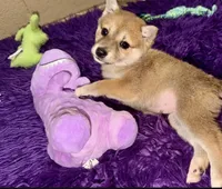 Misha, a female Shiba Inu for sale in Spencer, NC – 2 of 2