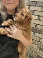 Beau, a male Miniature Goldendoodle for sale in Spencer, NC – 3 of 5