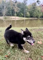 Stella, a female Shiba Inu for sale in Spencer, NC – 6 of 6
