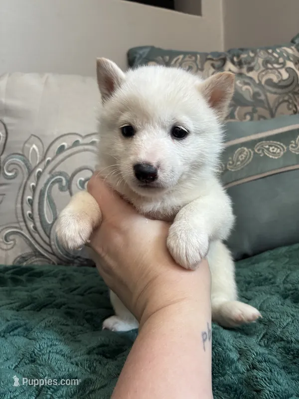 Alfredo – Shiba Inu puppy for sale in Spencer, NC