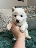 Alfredo, a male Shiba Inu for sale in Spencer, NC – 1 of 4