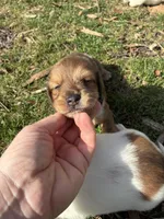 AKC Frank, a male Miniature Dachshund for sale in Spencer, NC – Photo 1 of 10
