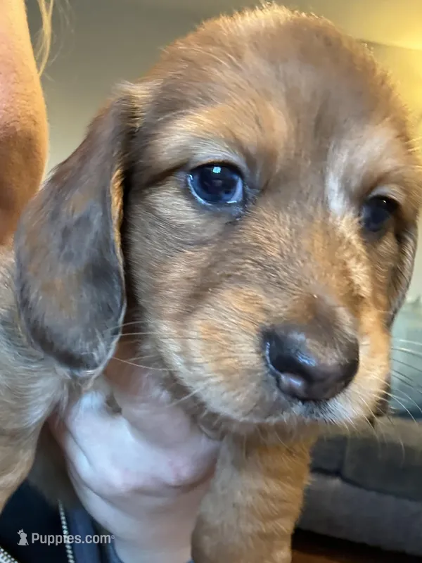AKC Frank – Miniature Dachshund puppy for sale in Spencer, NC