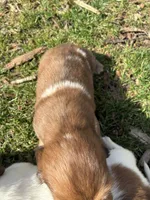 AKC Frank, a male Miniature Dachshund for sale in Spencer, NC – Photo 3 of 10