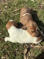 AKC Frank, a male Miniature Dachshund for sale in Spencer, NC – Photo 8 of 10