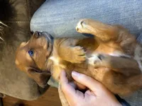 AKC Frank, a male Miniature Dachshund for sale in Spencer, NC – Photo 6 of 7