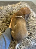 AKC Frank, a male Miniature Dachshund for sale in Spencer, NC – Photo 4 of 7