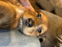 AKC Frank, a male Miniature Dachshund for sale in Spencer, NC – Photo 5 of 7