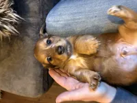 AKC Frank, a male Miniature Dachshund for sale in Spencer, NC – Photo 3 of 7