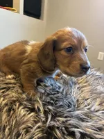 AKC Frank, a male Miniature Dachshund for sale in Spencer, NC – Photo 7 of 7