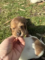 AKC Frank, a male Miniature Dachshund for sale in Spencer, NC – Photo 2 of 10