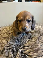 AKC Frank, a male Miniature Dachshund for sale in Spencer, NC – Photo 2 of 7