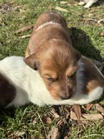 AKC Frank, a male Miniature Dachshund for sale in Spencer, NC – Photo 5 of 10