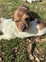 AKC Frank, a male Miniature Dachshund for sale in Spencer, NC – Photo 6 of 10