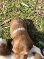 AKC Frank, a male Miniature Dachshund for sale in Spencer, NC – Photo 4 of 10